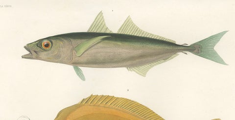 Mackerel Jack and Surgeonfish, Decorative Antique Sea Life Lithograph, 1846, close-up 3