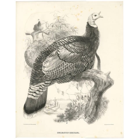 Antique Bird Print of Mexican Turkey, Lithograph, Circa 1868, Rare