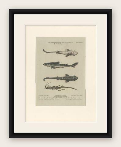 Antique Print of Various Fishes and an Insect by Seligmann 'c.1768', shown framed