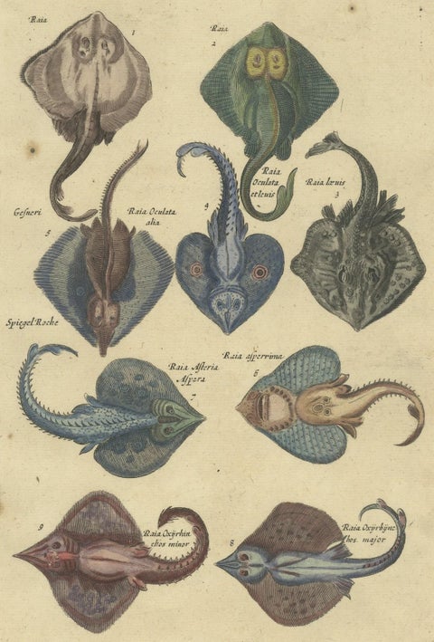 Stunning Decorative Original Antique Print of various Raja Fish Species, close-up 2