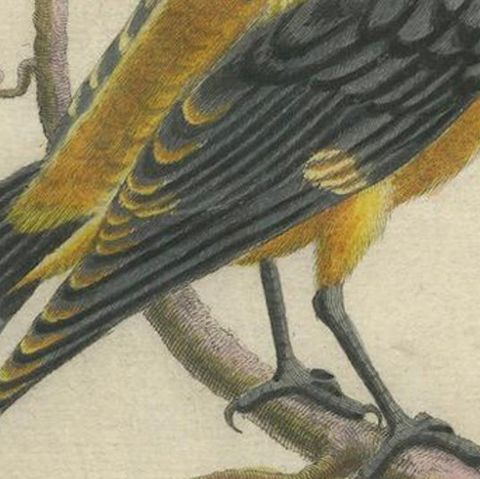 Regal Golden Thrush Perched, 18th Century Seligmann's Rare Bird Series, 1749, close-up 6