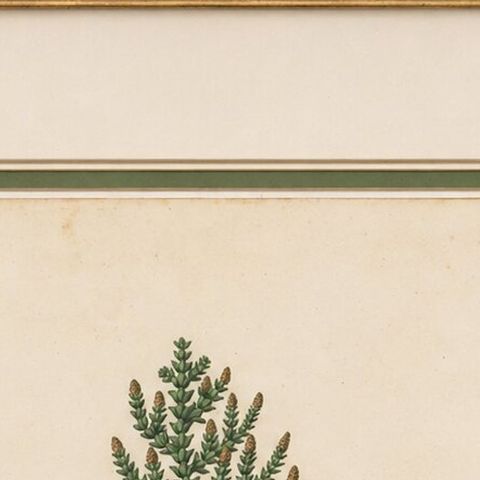 Antique Botanical Lithograph, Thuopsis Dolabrata, Siebold Zuccarini, 1856, close-up 6