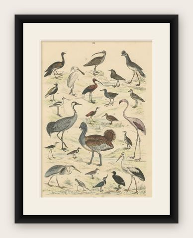 Wading Birds & Cranes Print: Flamingo, Stork, Ibis, Bustard, Antique 1867, shown framed