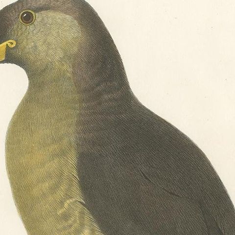 Original Antique Bird Print Depicting Latham's Guillemot, 1868, close-up 1