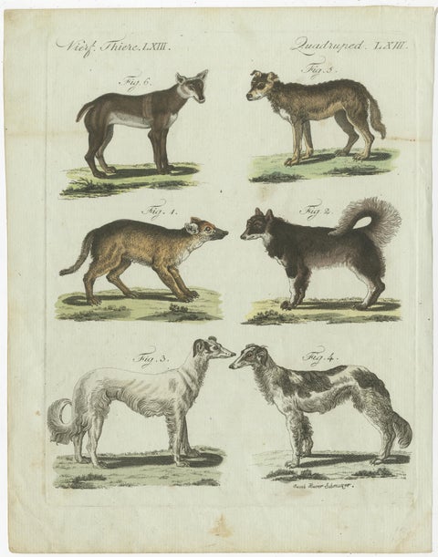 Antique Print of 6 Dog Breeds, most likely including the Western Siberian Laika, view 3