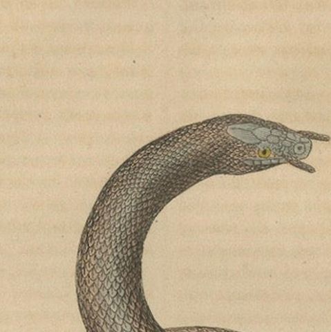 Aquatic Ambush: Hand-Colored Engraving of The Tentacled Snake, 1845, close-up 3