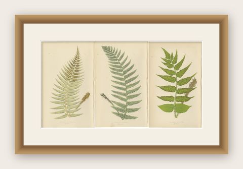 Antique Hand-Colored Fern Prints - Aspidium Species - 19th Century Botanical Art, shown framed