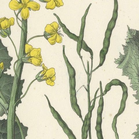 1854 Hand-Colored Botanical Lithograph of Rapeseed and Poppy, close-up 6