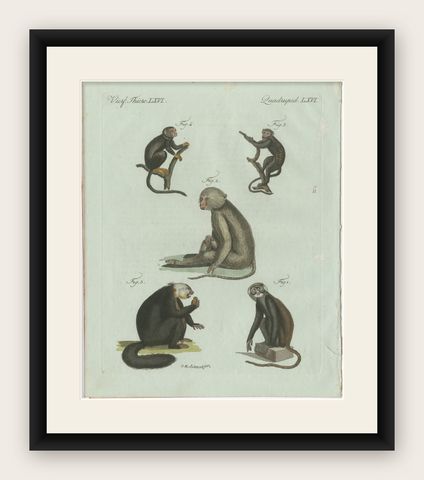 Original Antique Print of Five Monkeys and Tamarins by Bertuch, 1802, shown framed