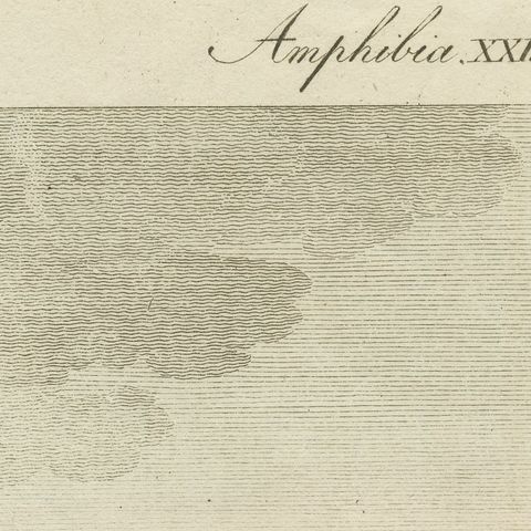 Elephant Seals on a Rocky Shore, Antique Bertuch Print, Vienna, circa 1809, close-up 5