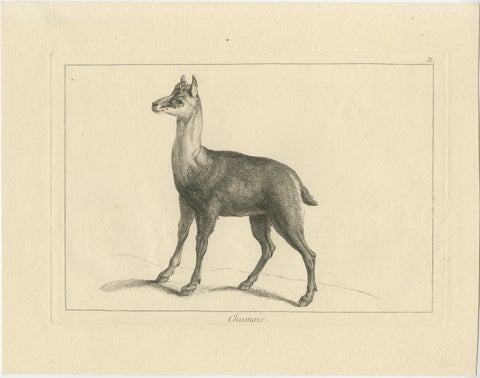 Agile Chamois or Mountain Goat Antilope: A Detailed Etching - circa 1740, view 2