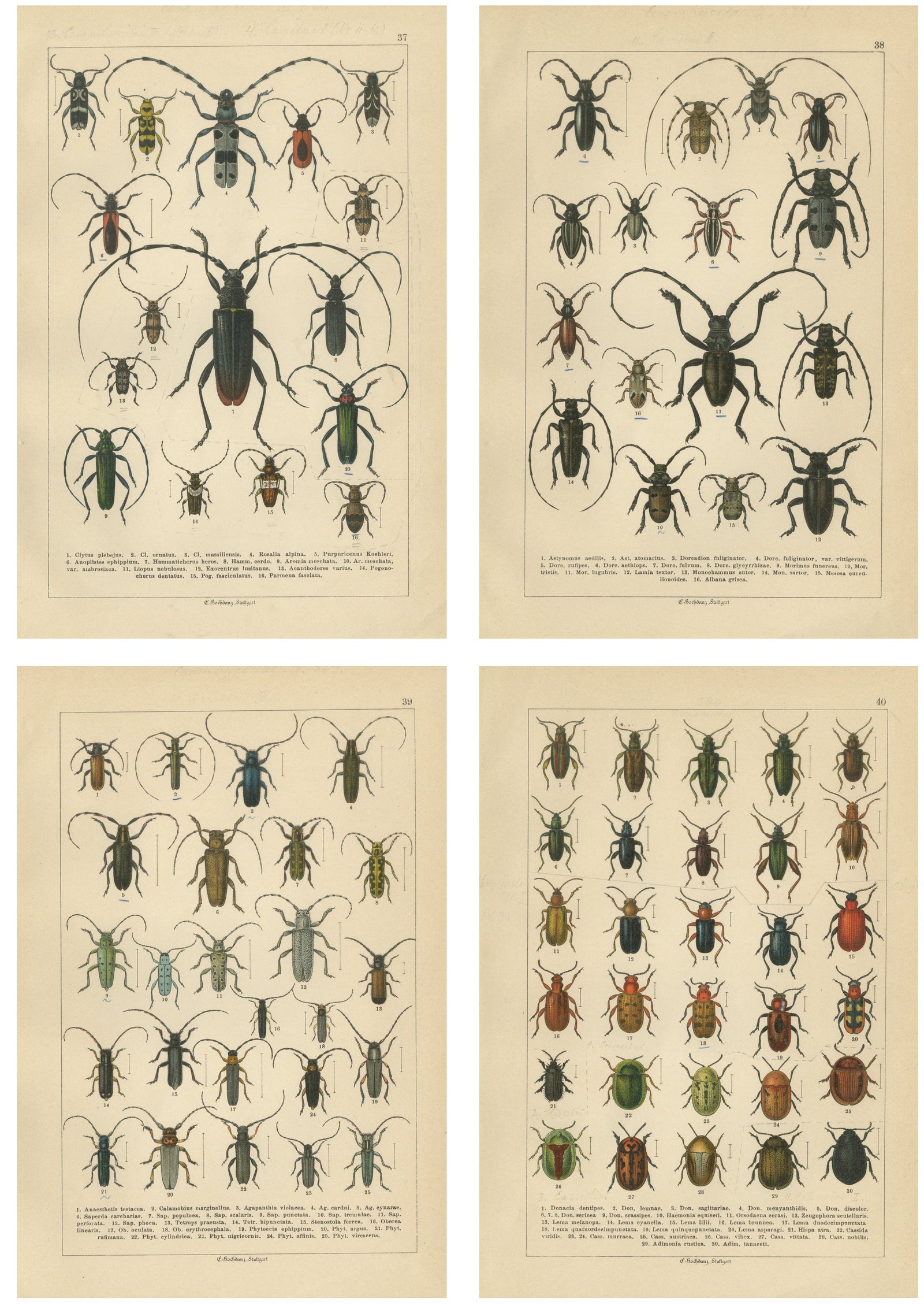 Antique Beetle Chromolithographs, European Species Plates, Calwer 1893