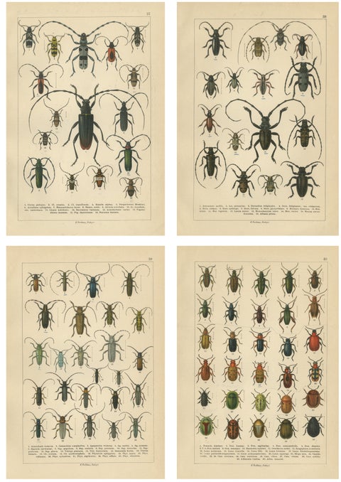 Antique Beetle Chromolithographs, European Species Plates, Calwer 1893