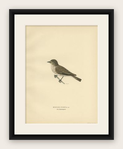 Antique Bird Print of The Rusty-tailed Flycatcher by Von Wright, 1927, shown framed