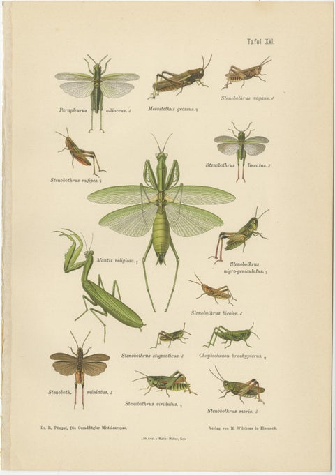 Mantis, Stick Insects & Grasshoppers, Antique Prints, Set of 3, 1908, view 3