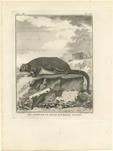 Original Antique Engraving of The Red Giant Flying Squirrel or "Le Taguan", 1766, view 2