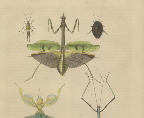 19th Century Insects Microorganisms Handcolored Antique Engraving, 1845, close-up 2