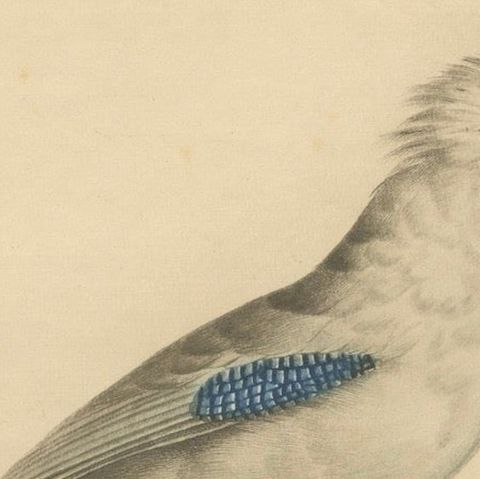 Le Geai varié (The Varied Jay): A 19th-Century Hand-Colored Bird Print, close-up 3