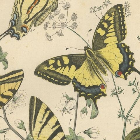 1856 Hand-Colored Lithograph of Swallowtail Butterflies and Caterpillars, close-up 6