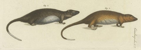 Original Antique Print of Hydromys Species, a Genus of Semiaquatic Rodents, close-up 2