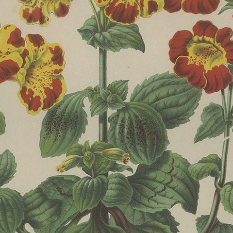 Antique Botany Print of the Mimulus Luteus by Severeyns 'c.1875', close-up 2