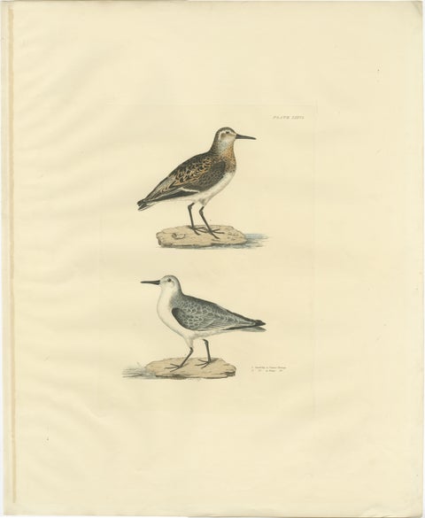 Seasonal Plumage of the Sanderling: Selby's Ornithological Study, 1826, view 2