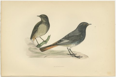 Blackstart or Black Redstart Pair on a Rock, Hand Colored Print, 1896, view 2