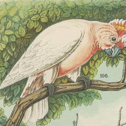 Antique Bird Print of the Cockatoo, Blue-Mountain Lory and Maccaw (1886), close-up 1