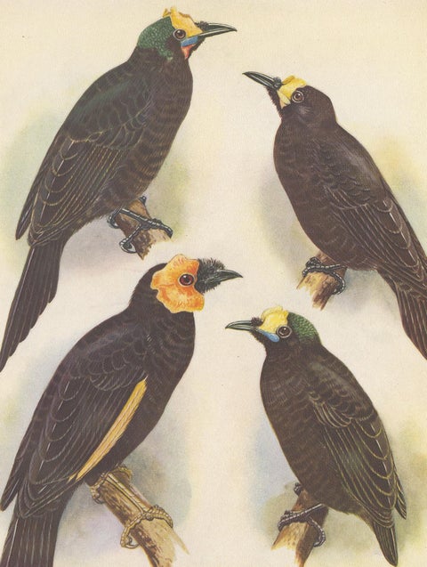 Antique Print of the Wattled Bird of Paradise and Others, 1950, view 4