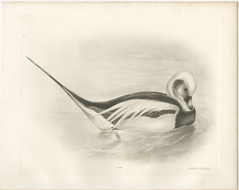 Long-Tailed Duck, Antique Bird Print after Lilian Medland, circa 1909, view 2