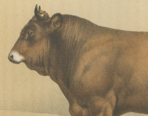 Parthenais Bull, French Cattle Breed, Antique Chromolithograph by Borie, 1863, close-up 1
