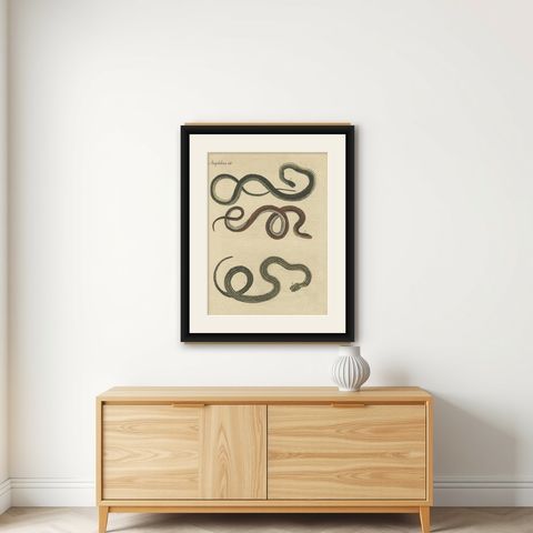 Antique Print of Various Snakes, 'c.1800', shown framed on a wall