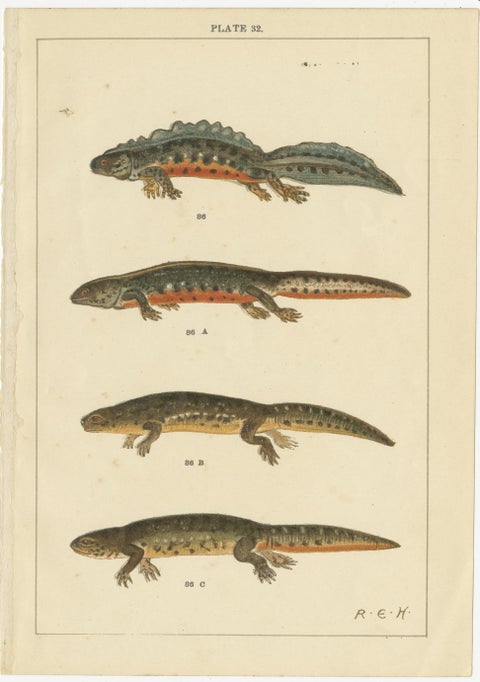 Set of 2 Antique Prints of Various Reptiles, view 2