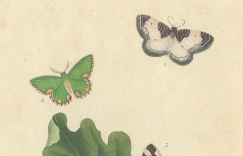 Exquisite Hand-Coloured Butterfly Prints of the 18th and 19th-Century, close-up 1
