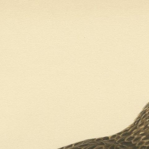 Antique Bird Print of a Female Hen Harrier by Von Wright '1929', close-up 1