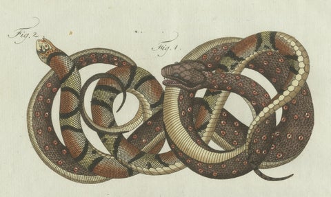 Original Antique Print of Four Exotic Snakes by Bertuch, 1802, close-up 2