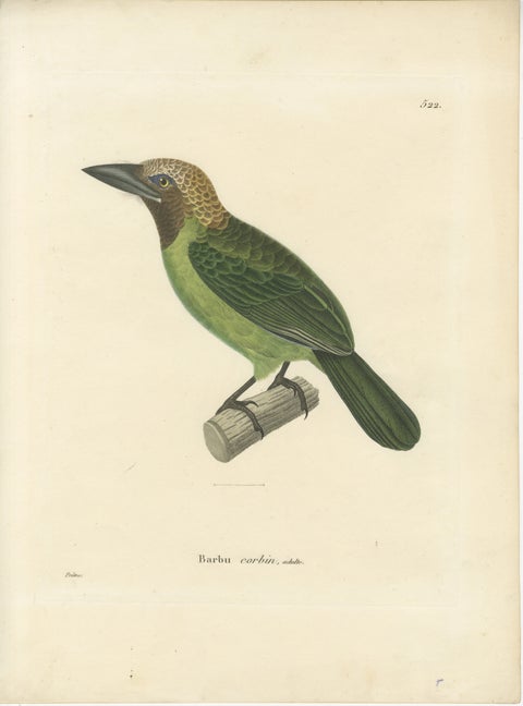 Ornithological Illustration of the Adult Corbin Barbet (Barbu corbin), 1838, view 2