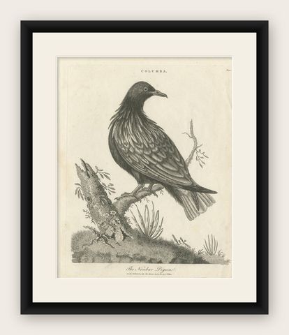 Antique Bird Print of the Nicobar Pigeon by Wilkes, 1801, shown framed