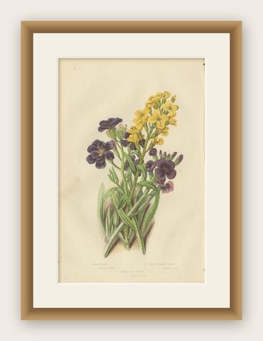 Decorative Antique Botany Print of the Wallflower, c.1860, shown framed