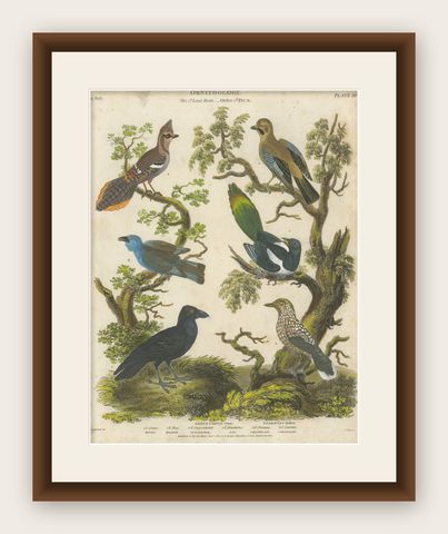 Ornithology Piciformes Plate III - Antique Bird Engraving, 1811, shown framed