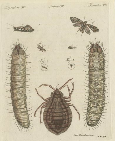 Magnified Insect Larvae and Small Moths, Antique Bertuch Print, circa 1805