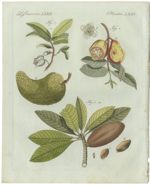 Original Antique Botanical Print of Tropical Fruits by Bertuch, c. 1800