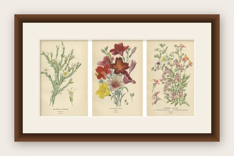 1897 Botanical Prints, Nierembergia, Salpiglossis, and Butterfly Flowers, shown framed