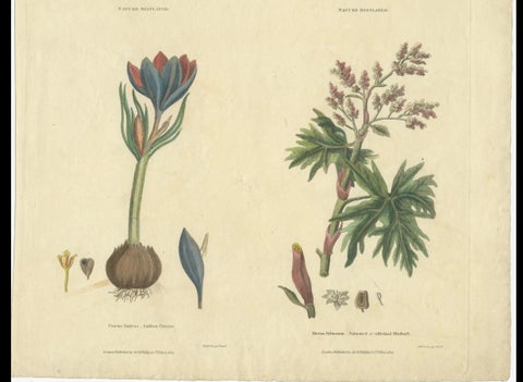 Old Botanical Quartet: Portraits of Flax, Tobacco, Saffron, and Patience, 1823, close-up 3