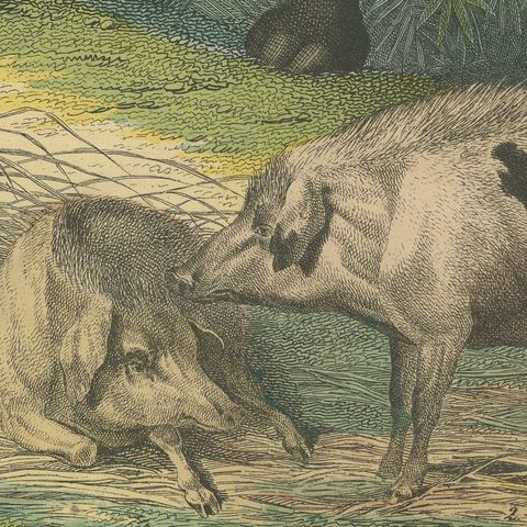 Antique Hippopotamus Print with Wild Boar and Babirusa, Kolb, circa 1890, close-up 5