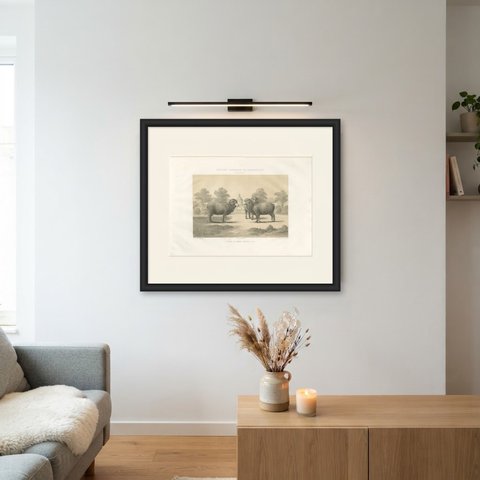 Rambouillet Merino Ram and Ewe of 1786, Antique Sheep Print, 1873, shown framed on a wall