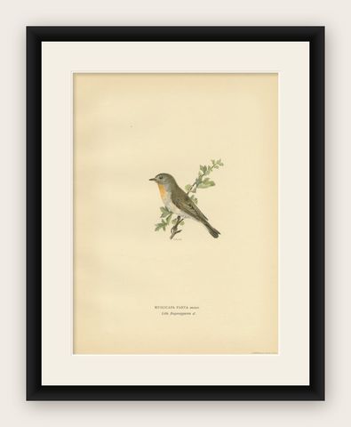 Antique Bird Print of the Red-Breasted Flycatcher by Von Wright, 1927, shown framed