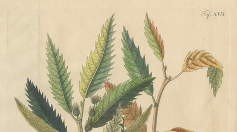 Antique Chestnut Botanical Print, Castanea Vesca, Hand Colored, c.1831, close-up 2