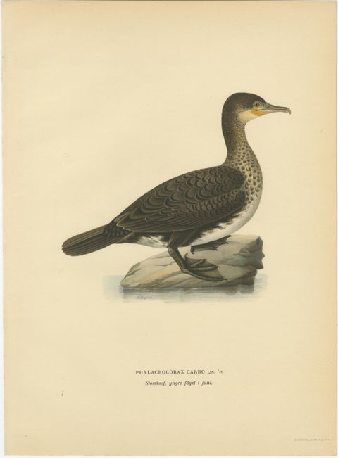 Antique Cormorant Bird Lithographs Set of 3, Scandinavian Birds Sweden 1929, view 4