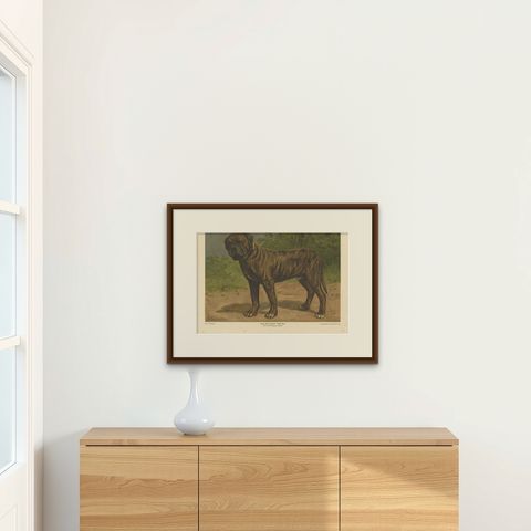 Antique Print of a Boxer Dog by Th. Breidwiser, 1879, shown framed on a wall